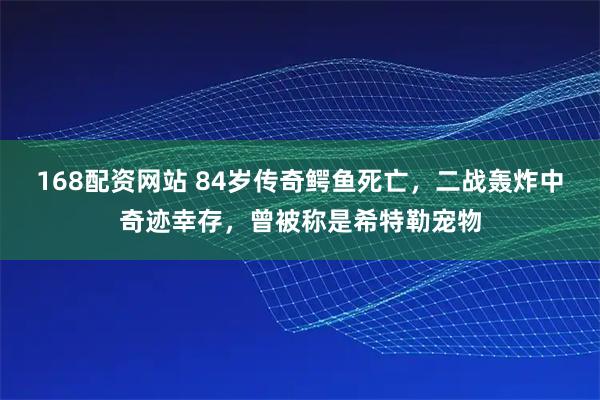 168配资网站 84岁传奇鳄鱼死亡，二战轰炸中奇迹幸存，曾被称是希特勒宠物